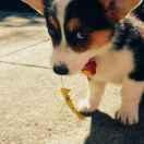 小hanai影剧组 头像