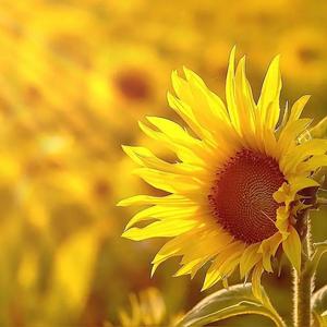 一汁三文鱼 头像