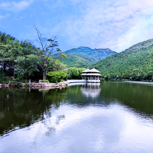 泰山飞龙头像