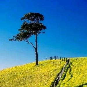 小吏秦朗 头像