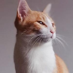 80后经典游戏解说 头像