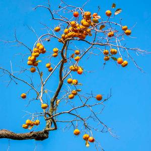 普罗修斯之尼莫 头像