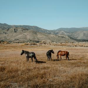 行走的运动鞋 头像