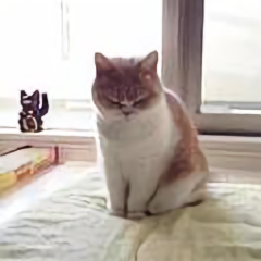 阿拉海岛人 头像