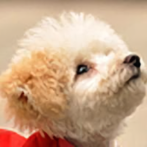 就是这个逗比范 头像