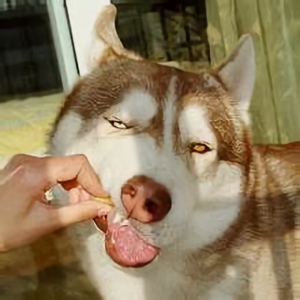 爱笑的牧羊狗 头像