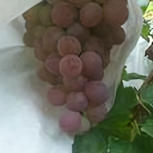 青春飞扬144853693 头像