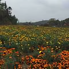秦淮东鲁