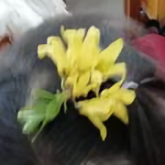 马兰开花256 头像