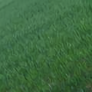 淡定看节目