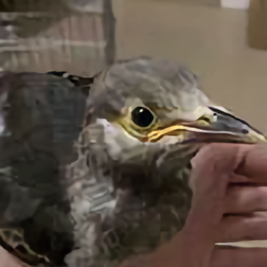 愣头青聊鸟 头像