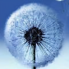 zidaisan11 头像