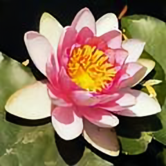 进之舒扬