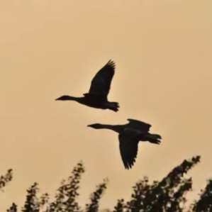 古布衣之侠 头像