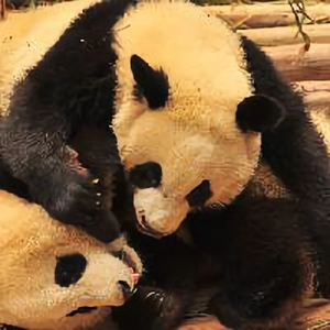 搞怪的熊猫 头像