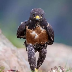 一大杰出青年 头像