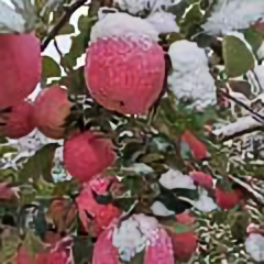 甘肃庄浪小囧 头像
