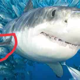 普法小鲨臂 头像