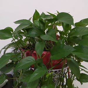 夜色伴我走天涯