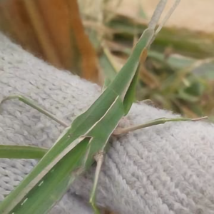 李立为1375 头像