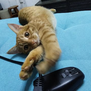 头条问答- 猫咪眼睛上方感觉要秃毛是怎么回事？驱虫做过了，也没有看到 