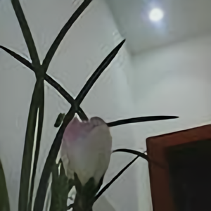 冬花
