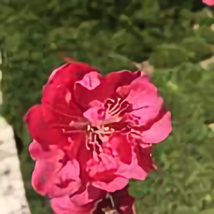 草原海洋