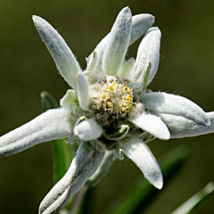 雪绒花原创文学 头像