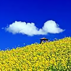 苍狼与白鹿 头像