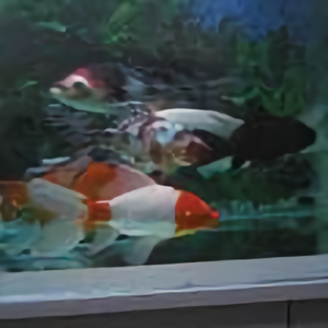 爱情可信吗 头条问答