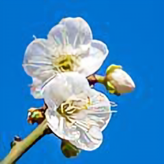 A哥有话说 头像