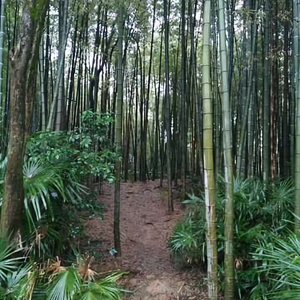 岁月从容sycr 头像