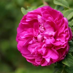 平阴玫瑰甲天下 头像