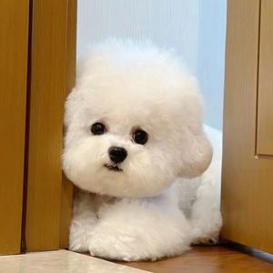 小狗讲故事 头像