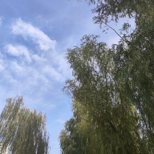 天马行空66 头像