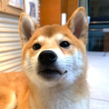 挥手十八郎 头像