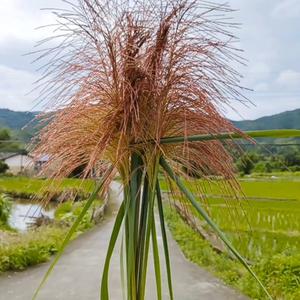 秋风扫落叶～头像