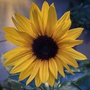 愿星星点灯 头像