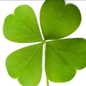 醉美四叶草 头像