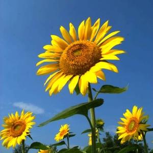 心中有光向阳而生 头像