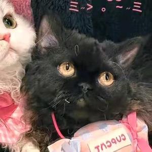 奇幻花猫Kk 头像