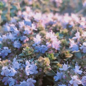 豆花自媒体 头像