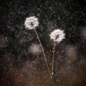 蔓蔓细雨头像