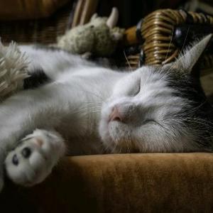 工作的猫咪 头像