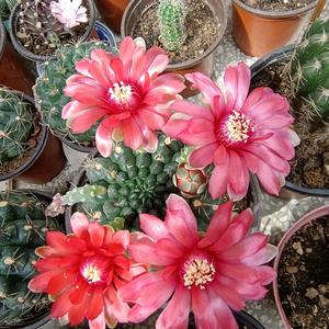 善良晚风hE 头像