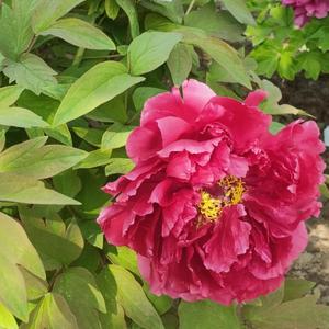 开心做游戏66 头像