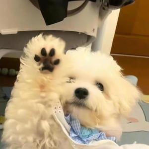 白桃乌龙茶茶 头像