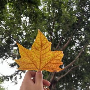 幸运枫叶I 头像