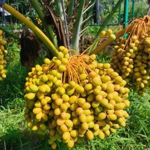 六月芒果已满林 头像