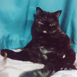 布布的妈咪 头像